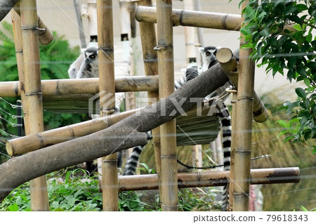 金剛狼狐猴 79618343