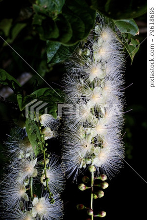 [沖繩縣宮古島Sagaribana] 79618686