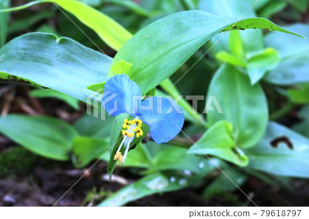 由於漫長的雨季而變得越來越美麗的紅花 79618797