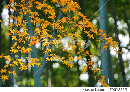 秋葉和紅黃的楓樹竹林 79618815