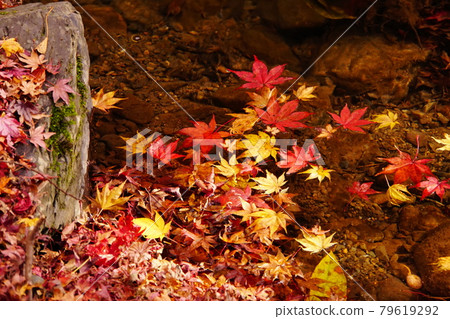 Autumn leaves and water flow of maples that turn red and yellow 79619292