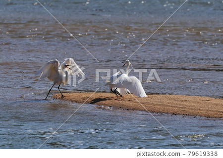 egret 79619338