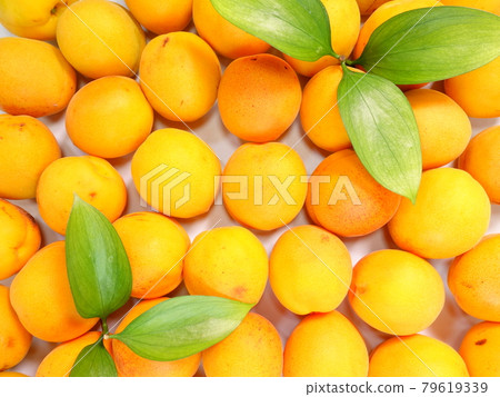 Apricot apricot apricot apricot 79619339