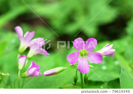 During the rainy season, any flower looks beautiful! Purple wood sorrel (purple wood sorrel) 79619349