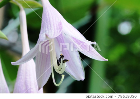 Hosta sieboldii (小葉giboshi) 淡紫色的花瓣非常漂亮! Hosta sieboldii (小葉giboshi) 淡紫色的花瓣非常漂亮! 79619350