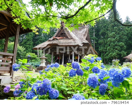 Hydrangea in full bloom Hydrangea Sasano Kannon-do Hydrangea in full bloom Hydrangea Sasano Kannon-do 79619454
