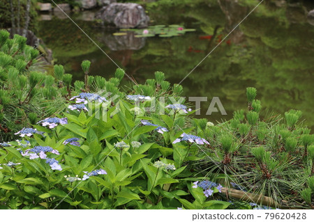 Garden of the famous temple of Mt. Sendai Garden of the famous temple of Mt. Sendai 79620428