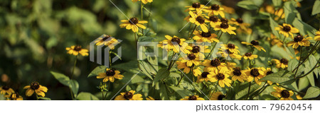 Coneflowers (Rudobekia Takao) / Asteraceae Coneflowers (Rudobekia) on the back of the blur 79620454