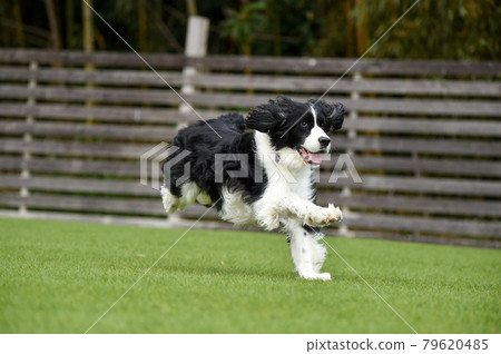 are border collies fence jumpers