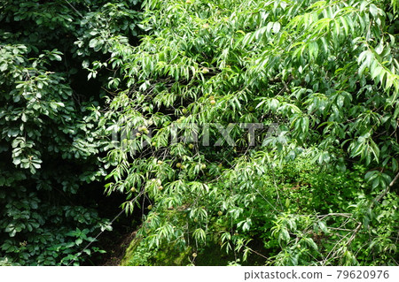 國家公園，北漢山，樹木，森林，山谷 79620976