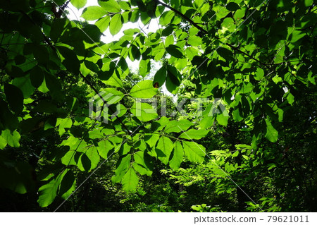 國家公園，北漢山，樹木，森林，山谷 79621011