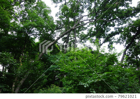 國家公園,北漢山,樹木,森林,山谷 國家公園,北漢山,樹木,森林,山谷 79621021
