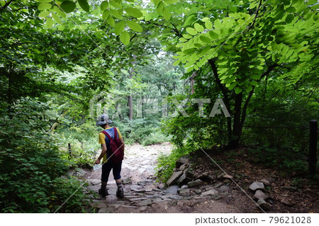National park. Bukhansan. Trees. Forest. Valley National park. Bukhansan. Trees. Forest. Valley 79621028