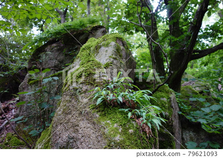 國家公園，北漢山，樹木，森林，山谷 79621093