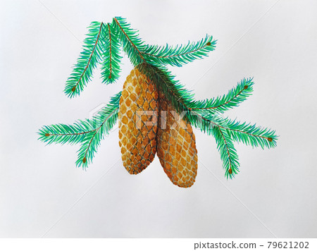 Spruce branch with two cones Spruce branch with two cones 79621202