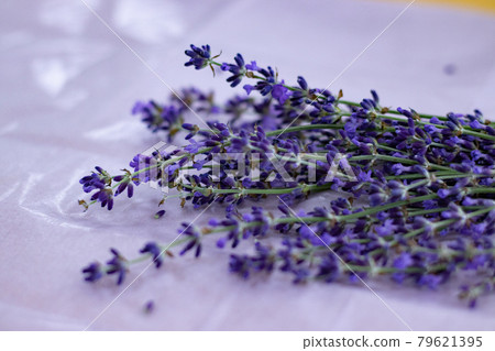 Lavender 3 79621395