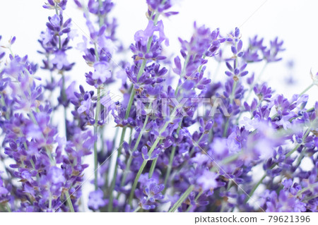 Lavender 4 79621396