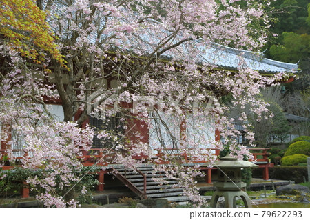 開元寺的櫻花 79622293