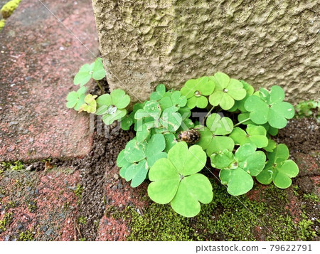 牆邊有小草(草)、水滴和昆蟲的小植物 牆邊有小草(草)、水滴和昆蟲的小植物 79622791