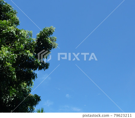 tree, sky, wood 79623211