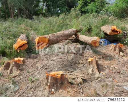 wood, tree, log 79623212