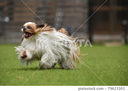 Shih Tzu playing in a dog run Shih Tzu playing in a dog run 79623301