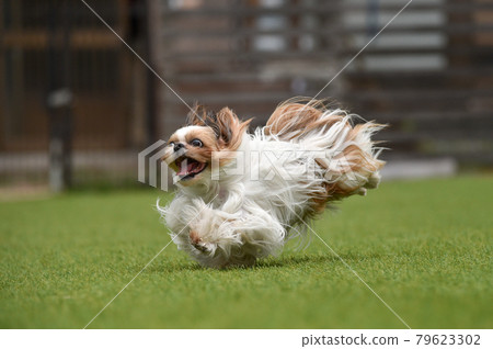 Shih Tzu playing in a dog run 79623302