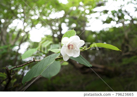Cute white and pink flowers, Renka Oyama, Magnolia sieboldii 79623665