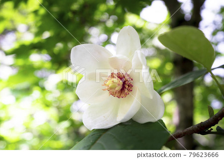 Cute white and pink flowers, Renka Oyama, Magnolia sieboldii Cute white and pink flowers, Renka Oyama, Magnolia sieboldii 79623666
