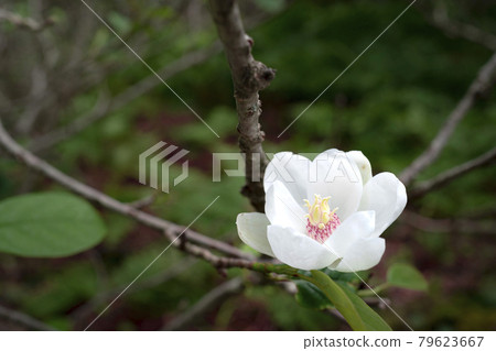 Cute white and pink flowers, Renka Oyama, Magnolia sieboldii Cute white and pink flowers, Renka Oyama, Magnolia sieboldii 79623667
