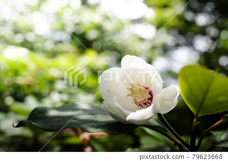 Cute white and pink flowers, Renka Oyama, Magnolia sieboldii Cute white and pink flowers, Renka Oyama, Magnolia sieboldii 79623668