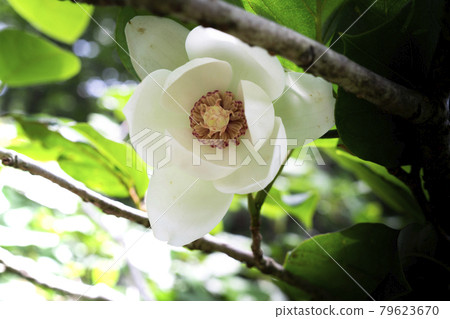 Cute white and pink flowers, Renka Oyama, Magnolia sieboldii 79623670