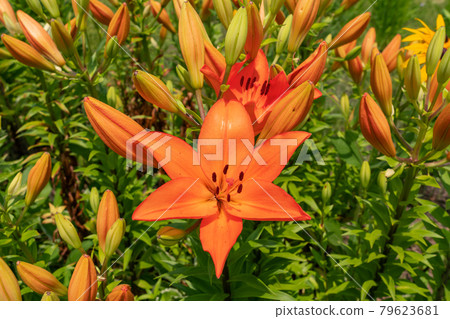 Flower Flower 79623681