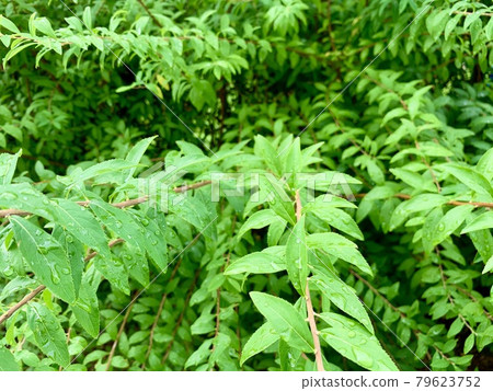 The leaves have got rain drops 79623752