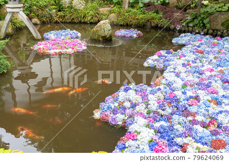 Amabiki Kannon Hydrangea Festival 79624069