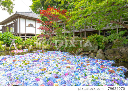 Amabiki Kannon Hydrangea Festival 79624070
