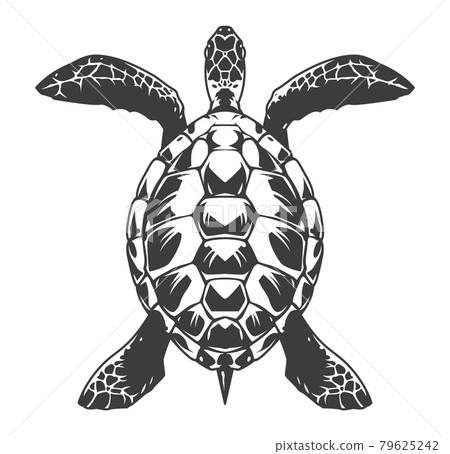 Vintage turtle top view concept 79625242