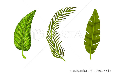 Tropical Leaf on Stem as Exotic Flora Vector Set Tropical Leaf on Stem as Exotic Flora Vector Set 79625318