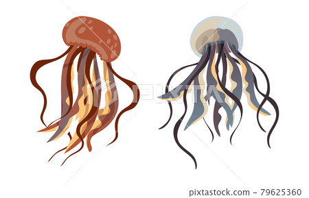Jellyfish and Sea Jelly as Free-swimming Marine Animal with Umbrella-shaped Bells and Trailing Tentacles Vector Set 79625360