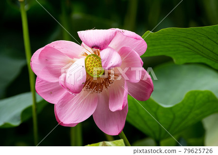 散花 散花 79625726