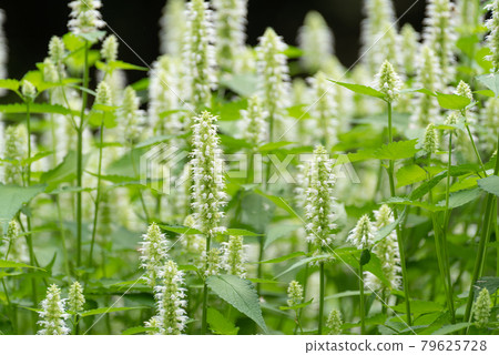 White flower Agaster shell gosa alba 79625728