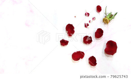 Flat lay of a rose flower head, with all the red petals torn out and scattered around. On a pink marble background. Flat lay of a rose flower head, with all the red petals torn out and scattered around. On a pink marble background. 79625743