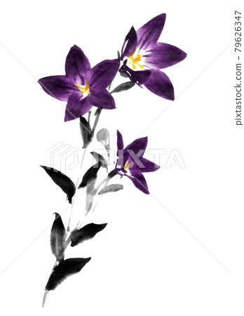 以水墨技法繪製的桔梗 以水墨技法繪製的桔梗 79626347