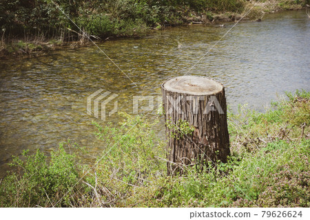 Takeda River and Stump [Takeda Village, Fukui Prefecture] 79626624