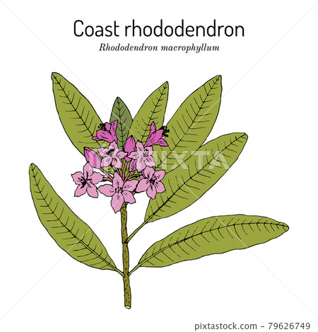 Coast rhododendron rhododendron macrophyllum , state flower of Washington Coast rhododendron rhododendron macrophyllum , state flower of Washington 79626749