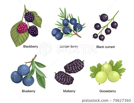 Set Summer Garden and Wild Berries Blackberry, Juniper Berry, Black Currant and Blueberry with Mulberry and Gooseberry 79627360