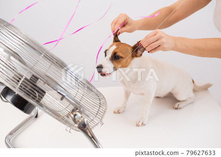Jack Russell Terrier enjoys the cooling breeze from an electric fan on a white background. Woman holds dog ears for laughing 79627633