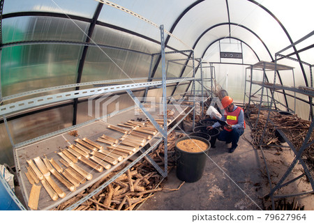 An Asian man inspecting herbs and plants dried in a solar greenhouse with sunlight. An Asian man inspecting herbs and plants dried in a solar greenhouse with sunlight. 79627964
