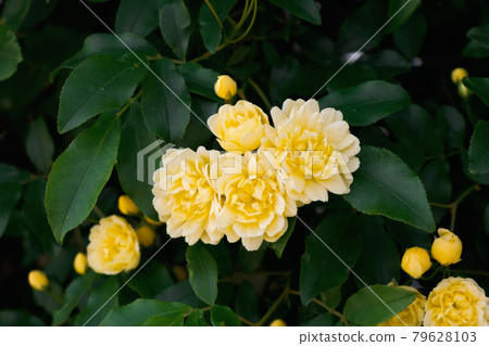 Mochikubara in full bloom 79628103