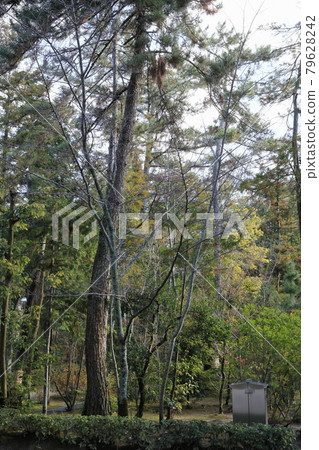 奈良東招大寺 79628242